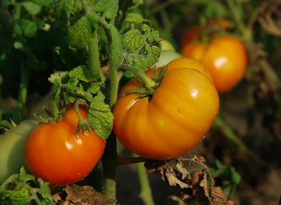 Волгоградские тепличные хозяйства произвели свыше 22 000 тонн овощей